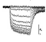 membrane currents